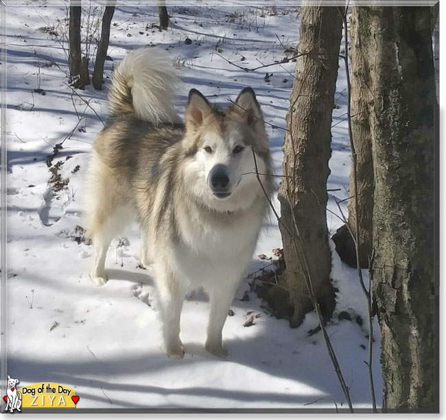 Ziya the Malamute, the Dog of the Day